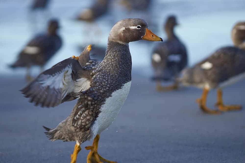 Falkland Steamer Ducks