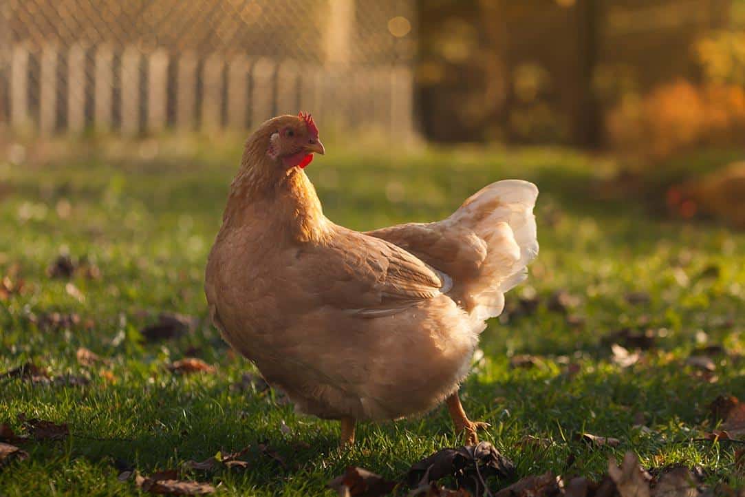 fawn chicken