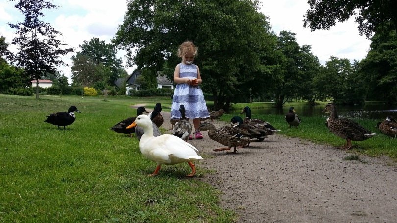 feeding ducks_Dirk (Beeki®) Schumacher_Pixabay
