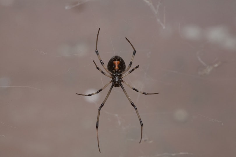 female Western Black Widow spider