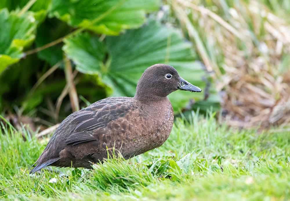 Female Auckland Islands Teal