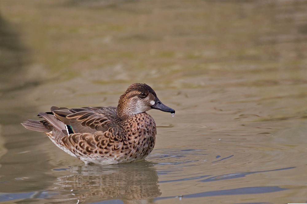 Female Baikal Teal