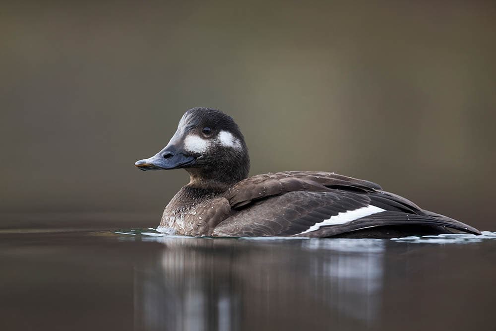 female Velvet Scoter