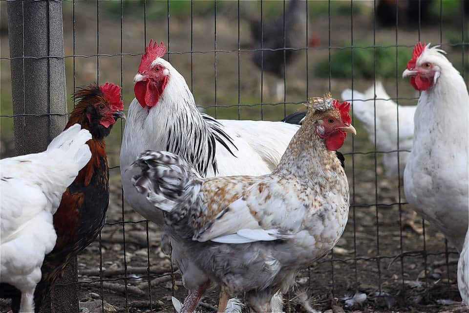 fenced chickens