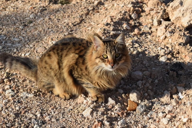 feral cat drinking water