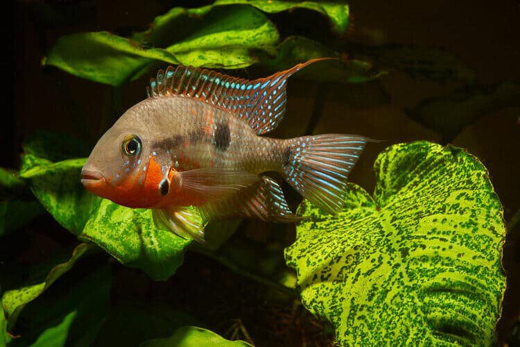 firemouth-cichlid