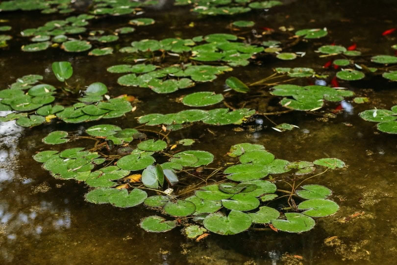 fish pond