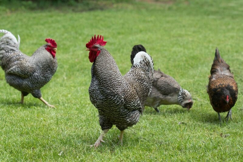 Flock of chickens on grass field
