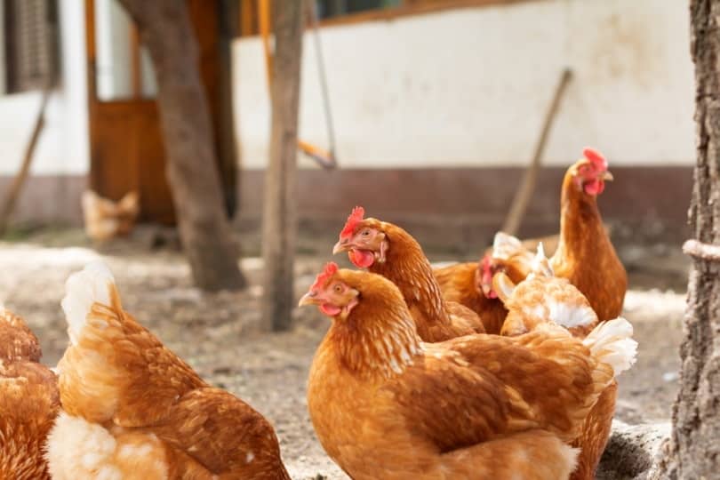 flock of cinnamon queen chickens