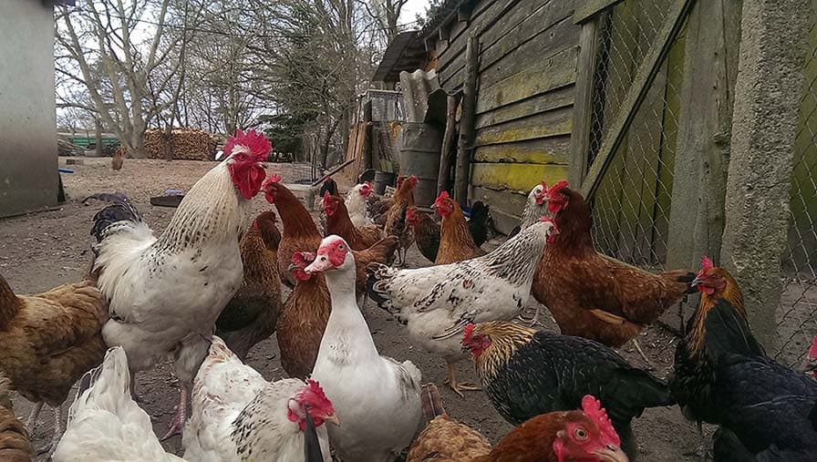 flock of ducks and chickens