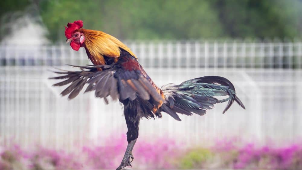 jumping chicken
