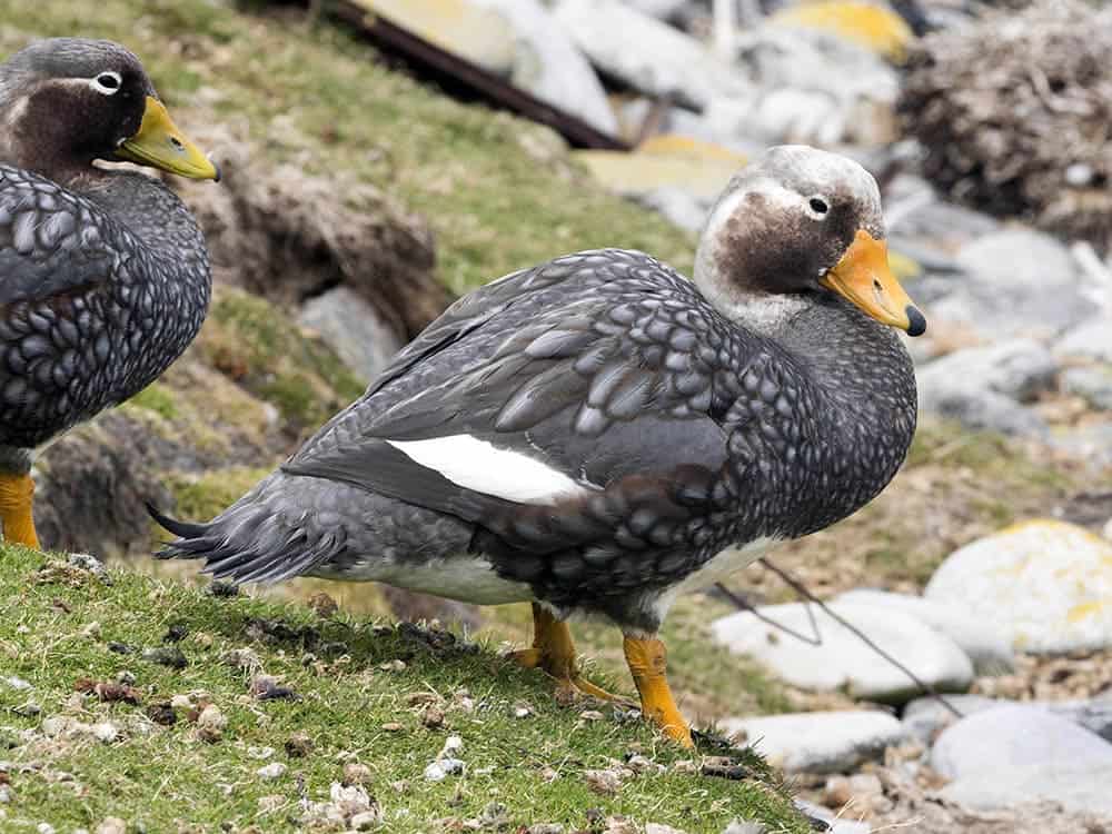 Flying Steamer Duck