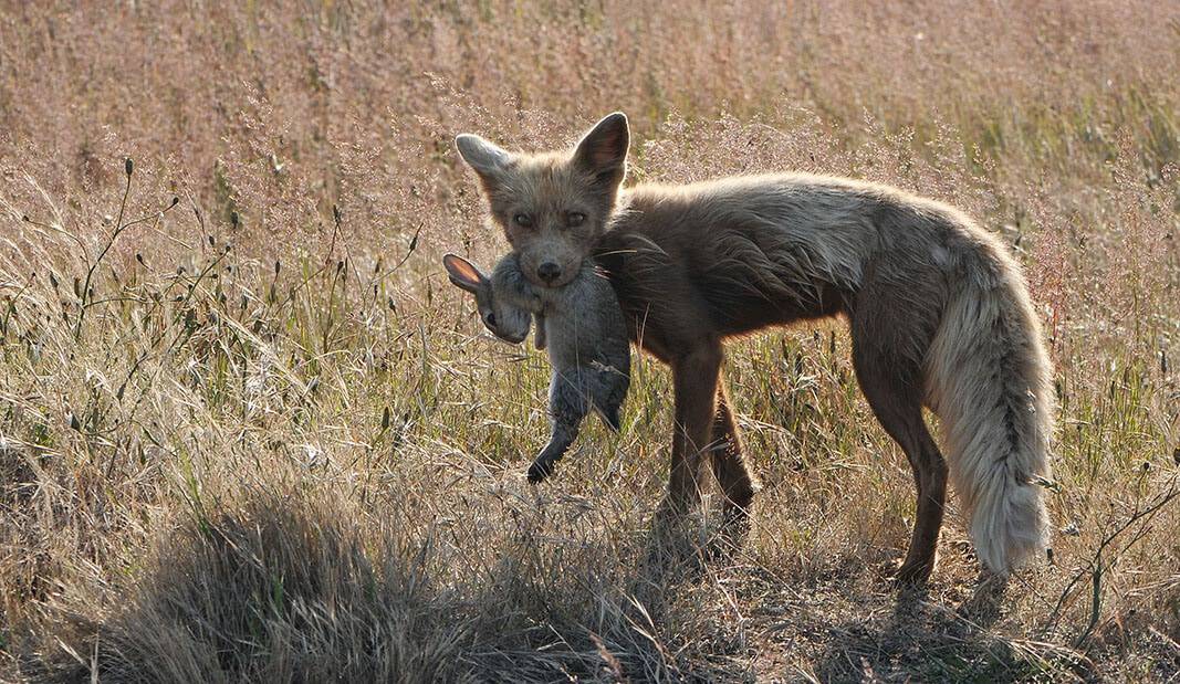 fox biting a rabbit