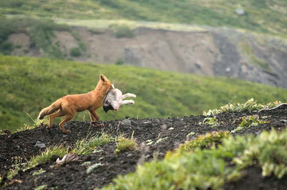 fox with its food