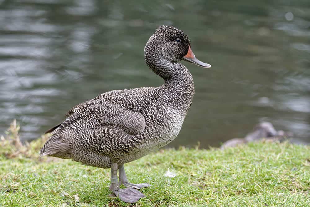 Freckled Duck