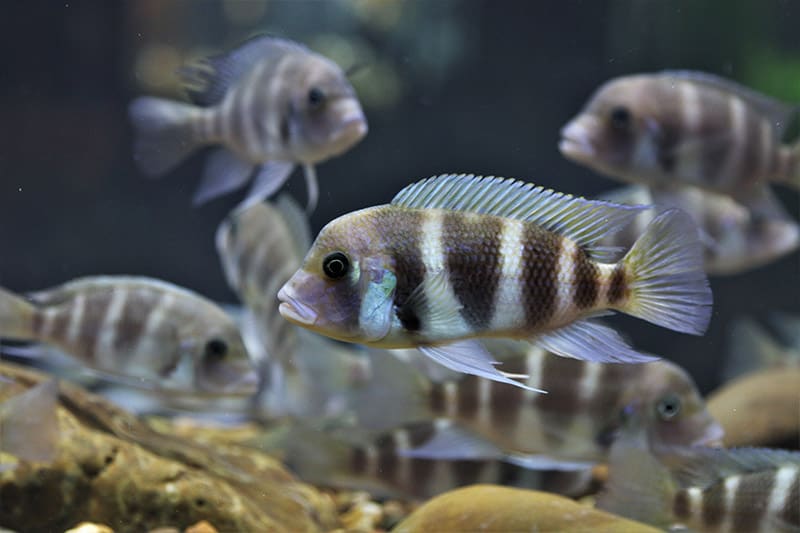 frontosa Cichlids