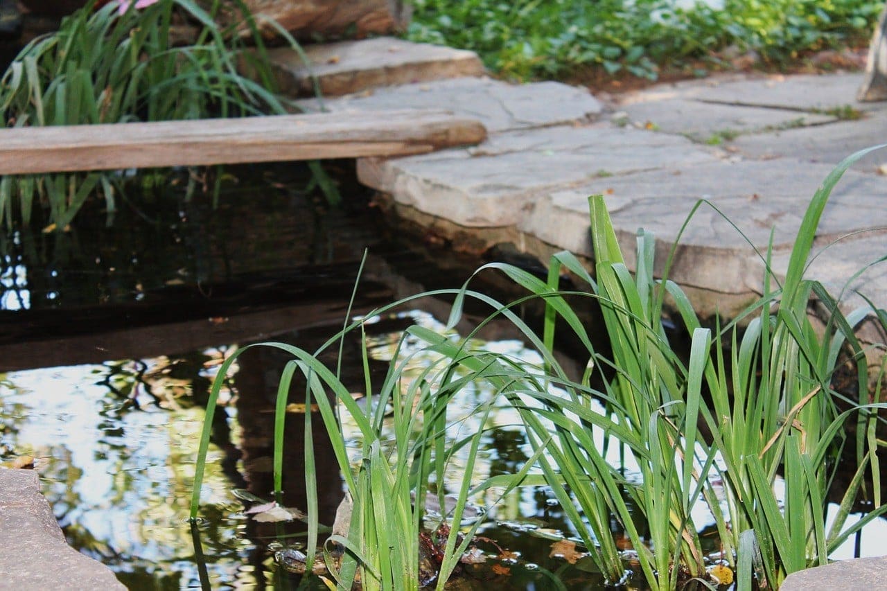 backyard pond