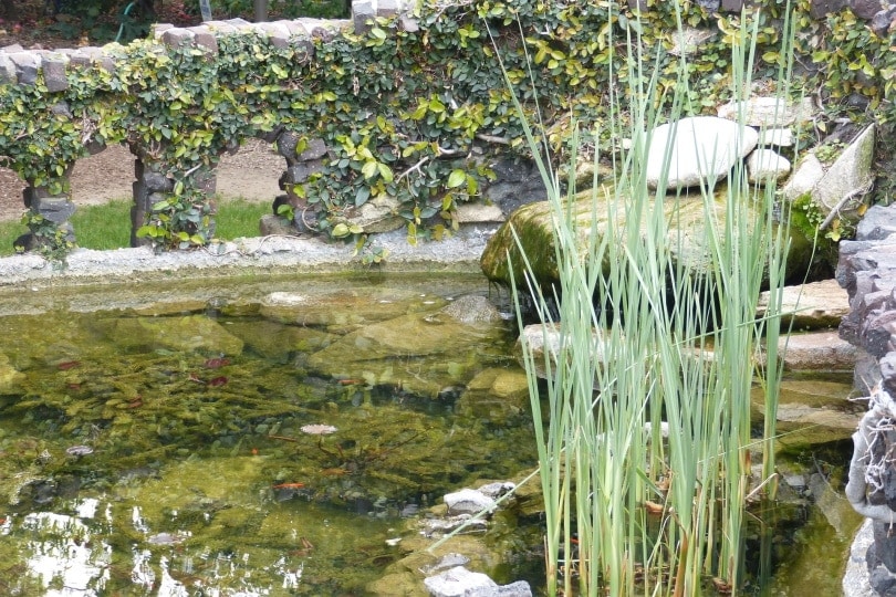 garden pond