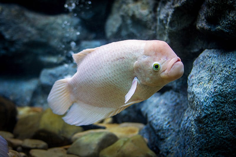 Giant gourami fish