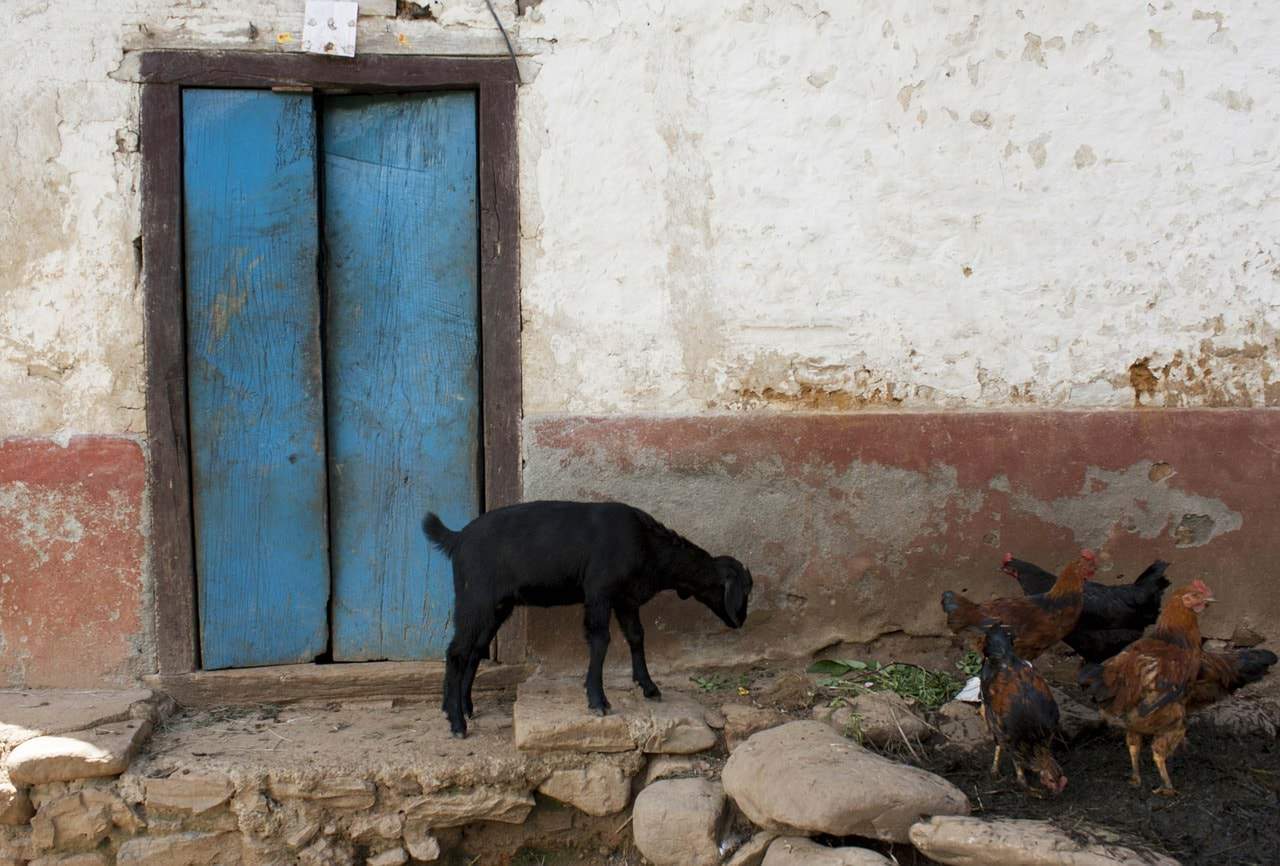 goat and chickens