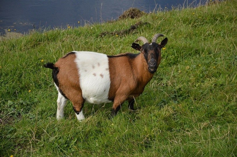 goat branded-pixabay