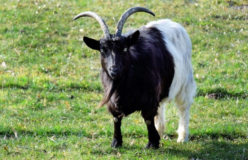 goat standing on grass