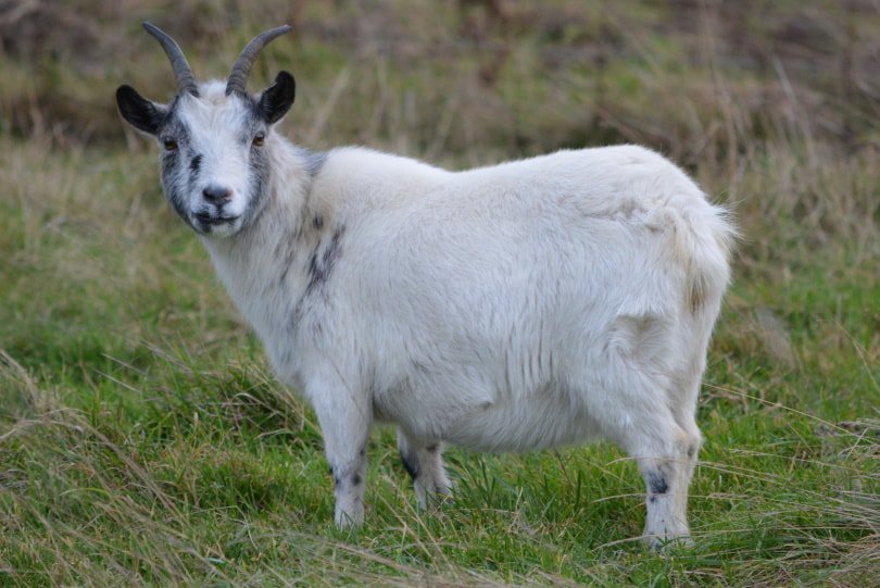 goat standing on the grass