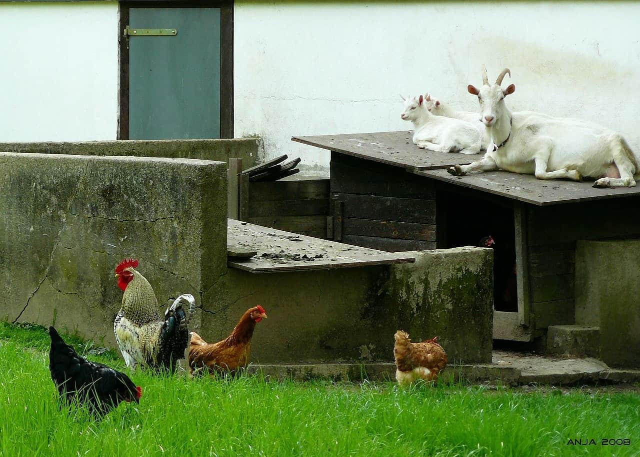 goats and chickens