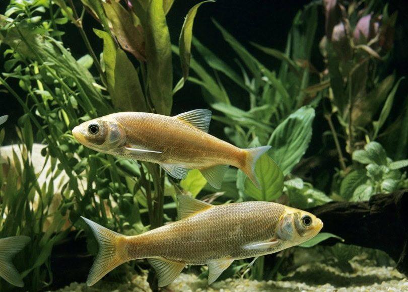 golden orfe