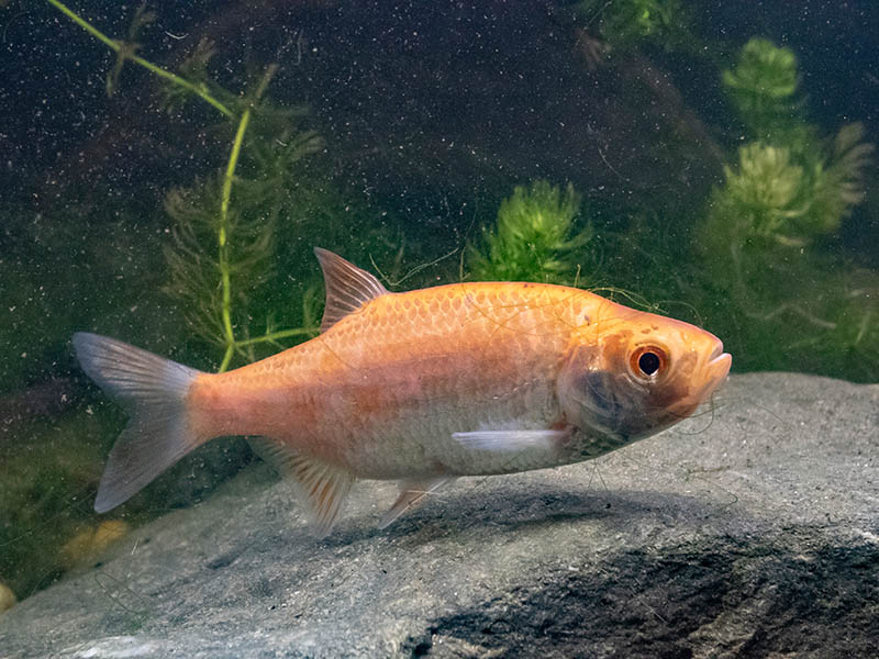 Golden Rudd inside a tank