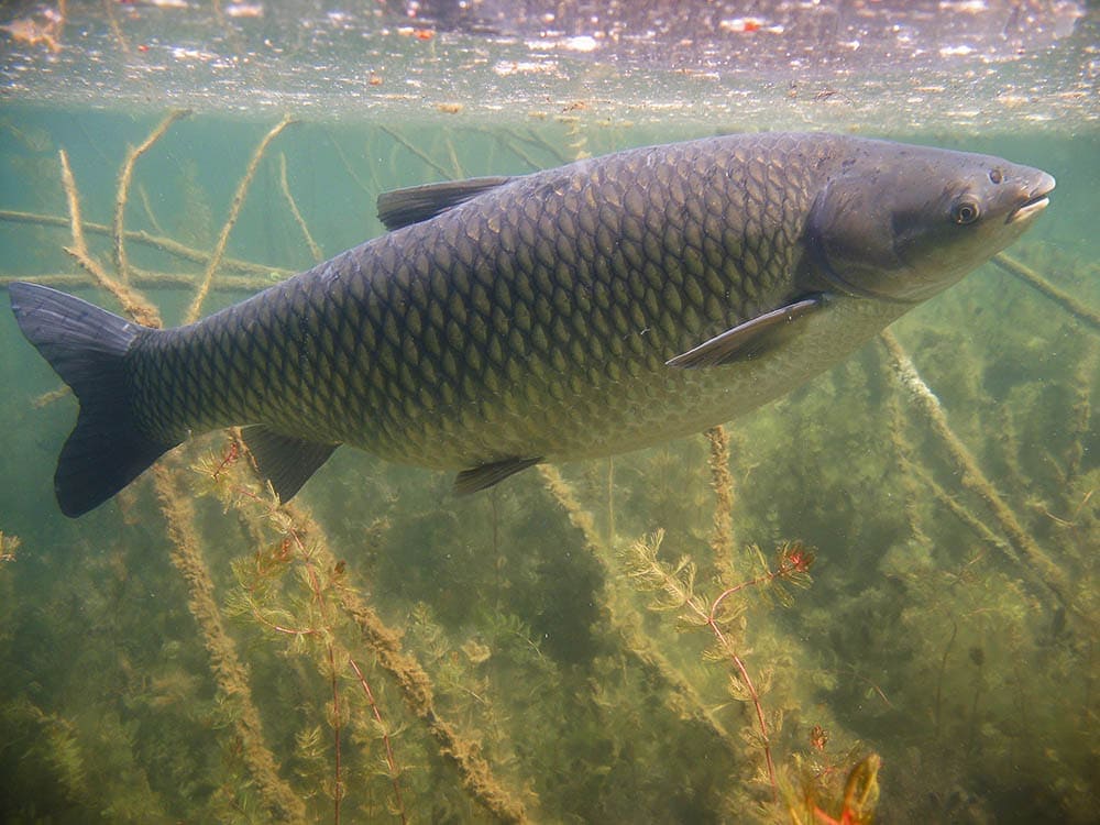 Grass carp underwater