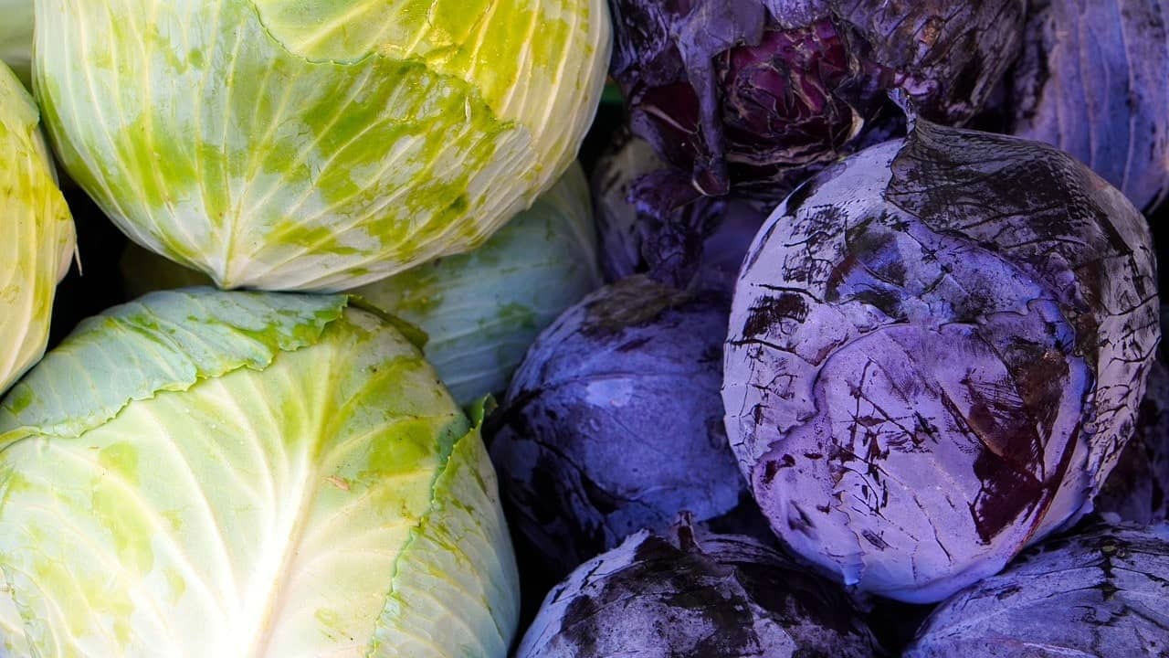 green and red cabbages
