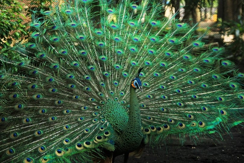 green peacock_endri yana yana_Pixabay
