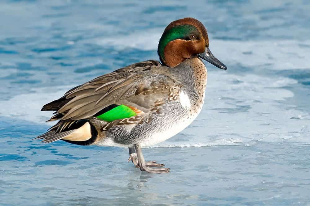 Green-winged Teal