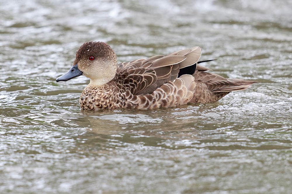 Grey Teal Duck