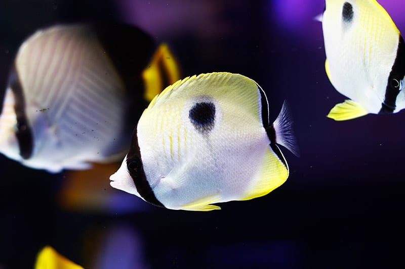 group of teardrop butterflyfish