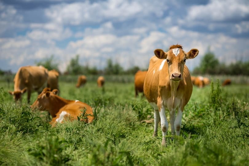 guernsey cows
