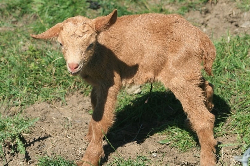 guernsey goat-pixabay