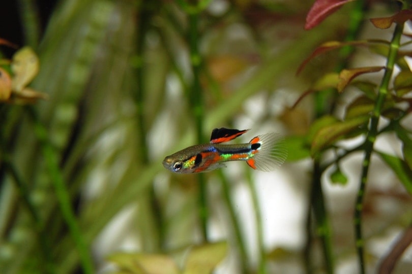 guppies in aquarium