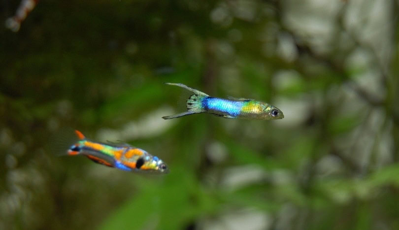 guppies in tank