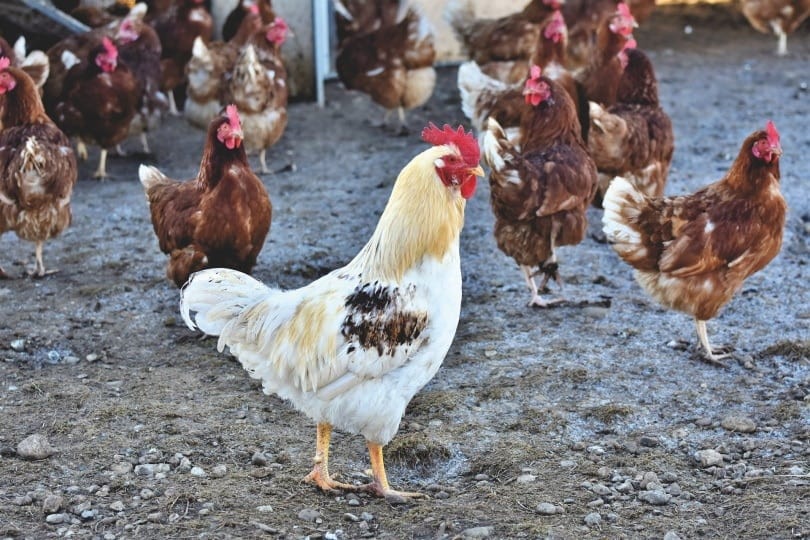 hahn chicken_Capri23auto_Pixabay