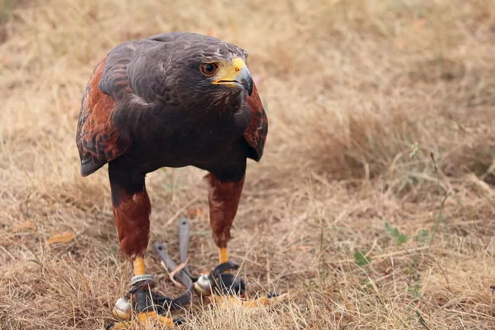harris hawk hunting
