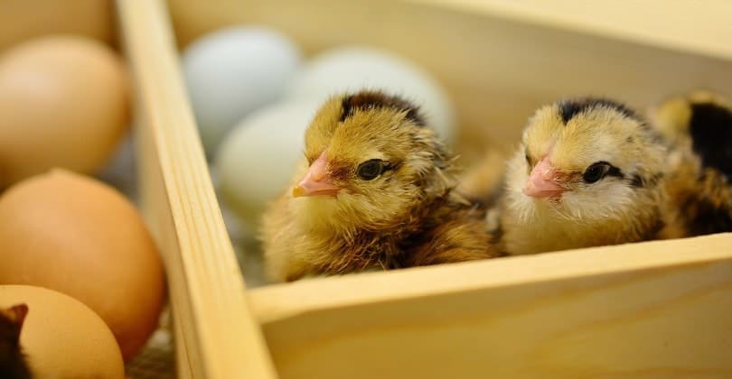 hatched chicks