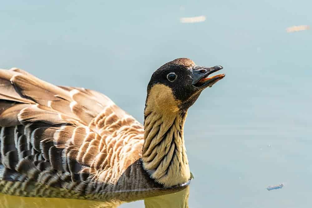 Hawaiian goose