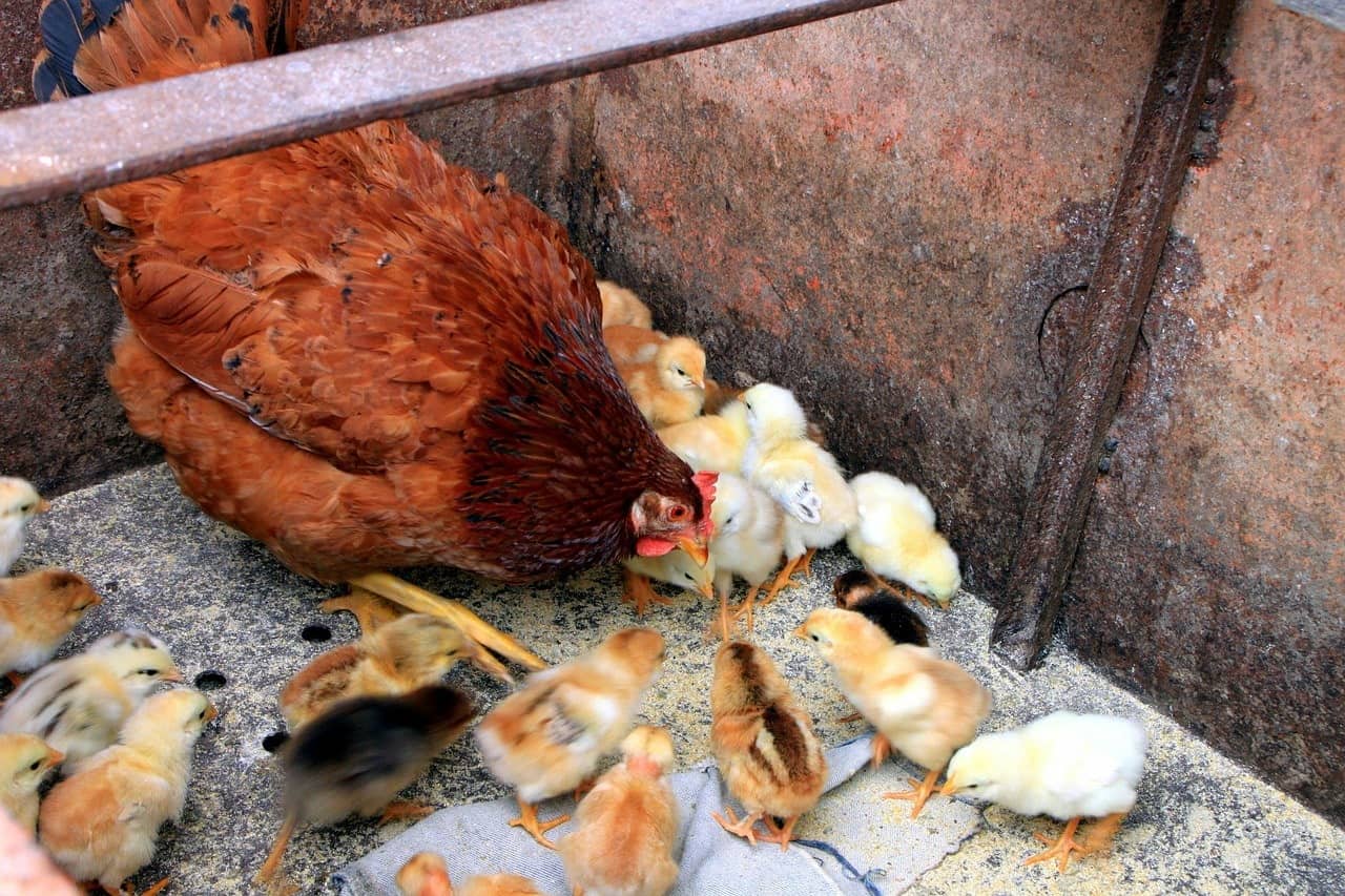 hen and chicks eating