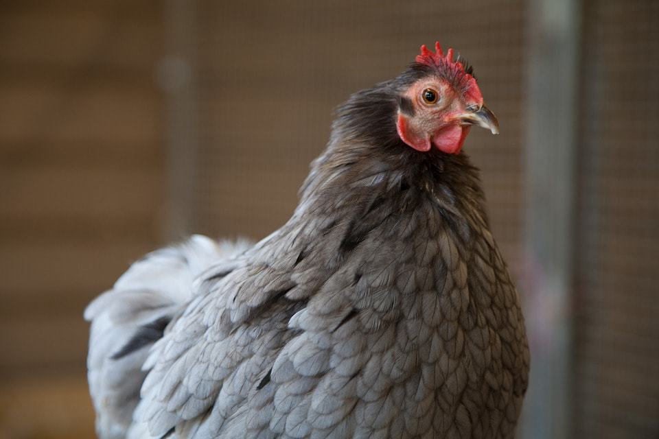hen in coop