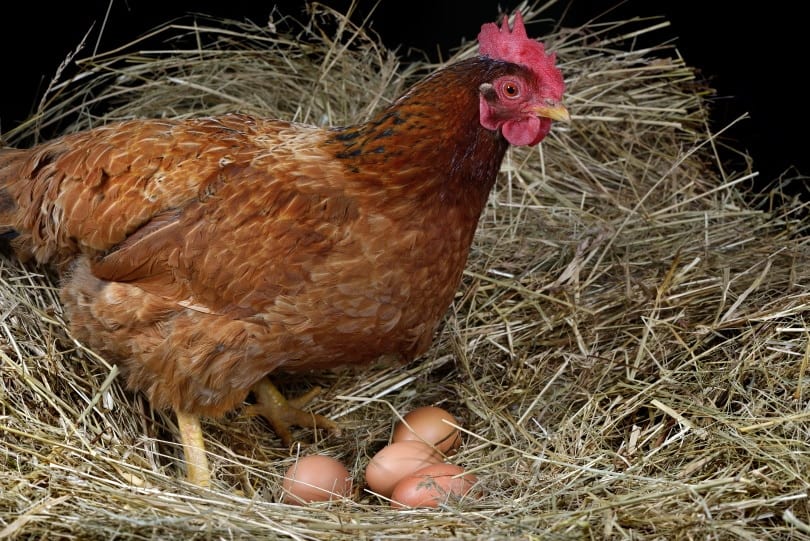hen laying egg
