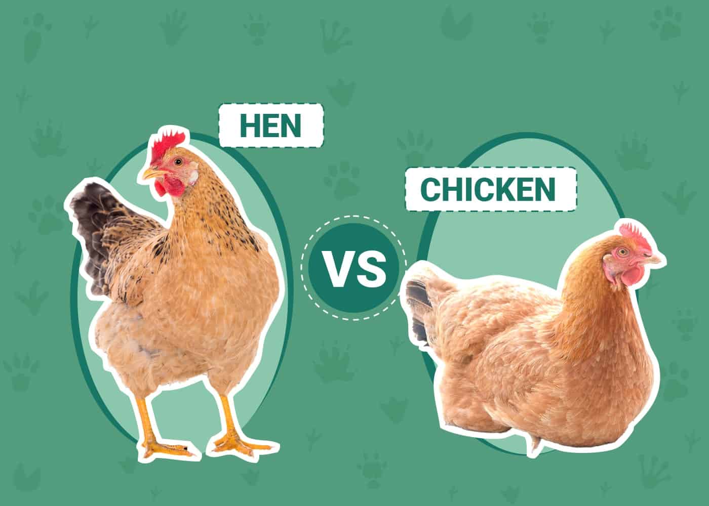Hen vs Chicken