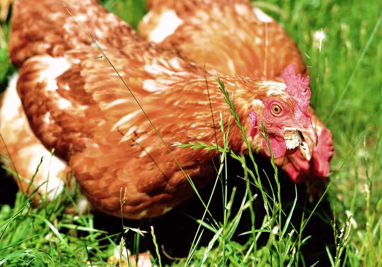 hens eating