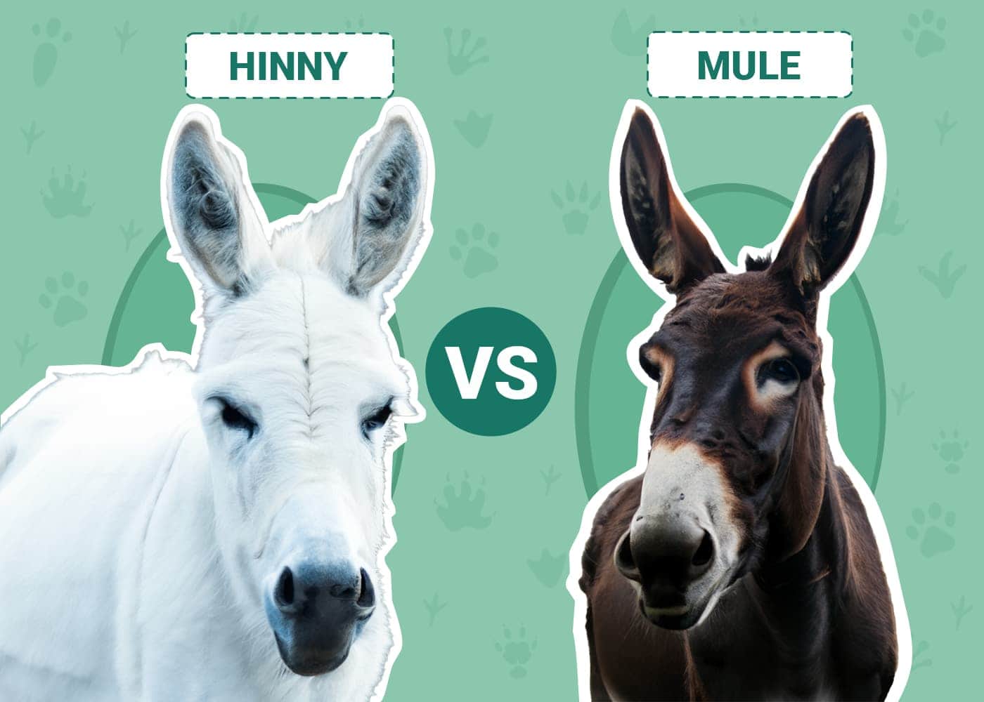 Hinny vs Mule